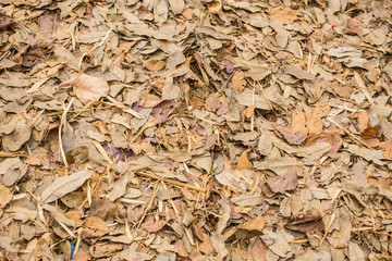 Dry leaf for background and texture.