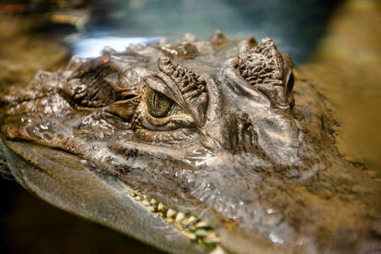 Spectacled caiman in an aquarium close up shot