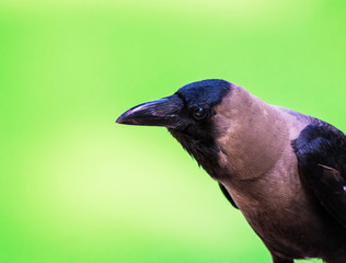 Side portrait of Indian crow isolated on green background