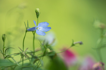 natural background with selective focus and blur - Lobelia in green and pink