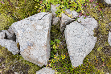Fototapeta premium Frost leaves Destructive Patterns in a Stone