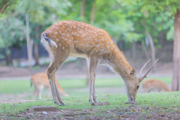 Whitetail deer fawn still in spots on a grassy field