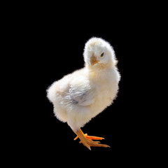 Cute little chicken