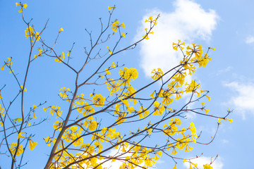 beautiful yellow flower or Tabebuia.