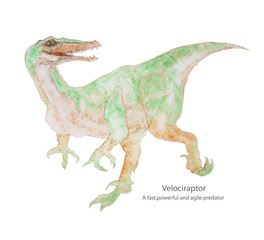 Velociraptor water color painting vector on a white background