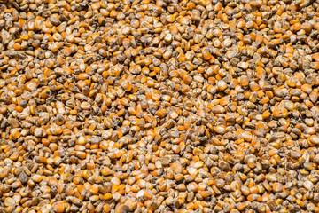 Corn seed background. Kernels of corn (or corn seeds) are used to make popcorn, feed animals, and make ethanol, among other uses.