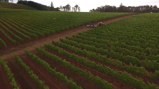 Aerial view of grape harvest at Oregon vineyard