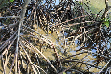 The roots of the mangrove trees