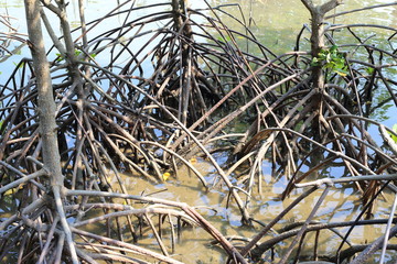 The roots of the mangrove trees