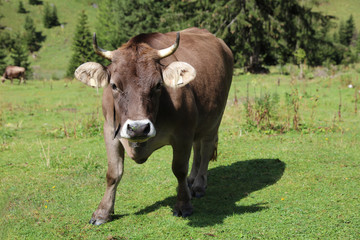 Fototapeta premium Cattle in Lechtal Valley. Tirol. Austria