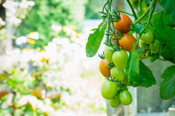 Rows of tomato plants growing in greenhouse. Shallow depth of field.
