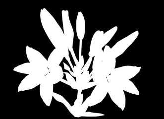 white lily flower silhouette on black