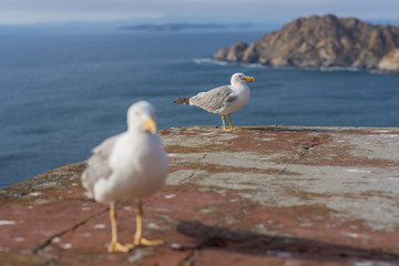 Fototapeta na wymiar Seagulls in Cies Islands (Pontevedra, Spain).