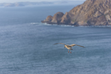 Fototapeta na wymiar Breeding herring gull flying in Cies islands (Pontevedra, Spain).