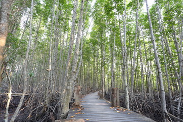 Fototapeta premium Mangrove trees of Thung Prong Thong forest in Rayong at Thailand