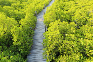 Mangrove trees of Thung  Prong Thong forest in Rayong at Thailand