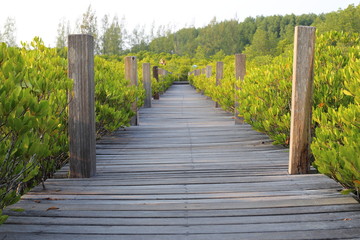 Mangrove trees of Thung  Prong Thong forest in Rayong at Thailand