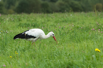 Obraz na płótnie Canvas White stork feeding outdoors and swallowing green caterpillar on clover flowering meadow