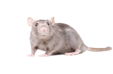 Portrait of funny gray rat