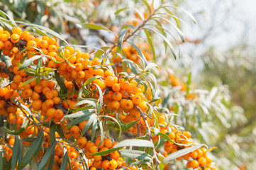 Ripe sea buckthorn berries on branches