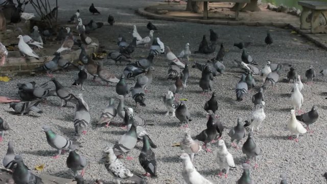 Hungry pigeons bird swarming the loaf of food