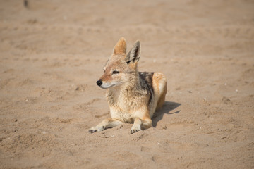 Jackal at Pelican Point