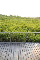Mangrove trees of Thung  Prong Thong forest in Rayong at Thailand