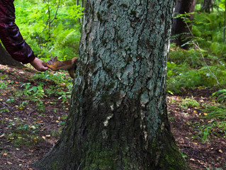 squirrel eating a nut from a hand on a tree