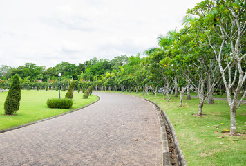 Road brick curve greenery plumeria garden
