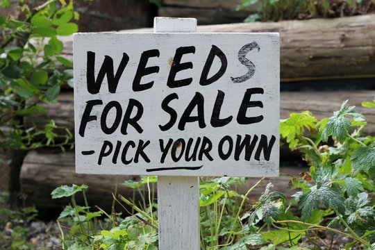 Weeds for Sale wooden sign in garden 