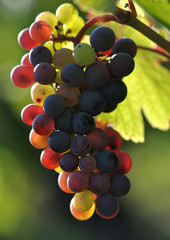 Couleurs de raisin
