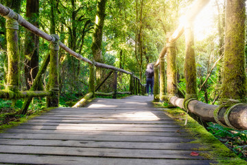 Obraz premium Old wooden walkway in deep rain forest at doi inthanon,chiang mai,thailand