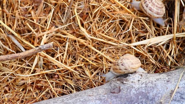 garden snail on straw