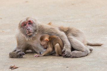 Monkey tropical forests.