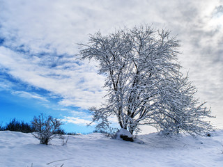 Frozen tree with branches full of snow