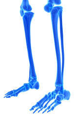3D illustration of Feet Skeleton, medical concept.