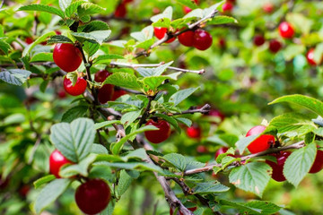 Sweet cherries on the branch closeup