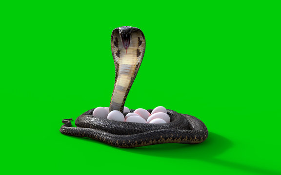 3D rendering King cobra snake and eggs isolated on green background, 3D illustration King cobra snake cares or protects eggs.