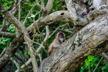 Macaque sitting on a mangrove tree. Macaca fascicularis