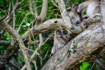 Macaque sitting on a mangrove tree. Macaca fascicularis