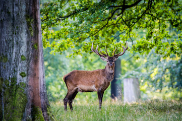 Deer - Cervus Elaphus