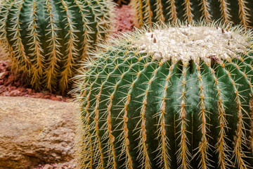 big cactus circle shape