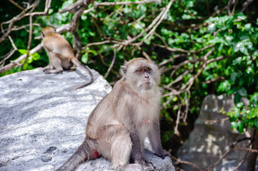 Female Macaca fascicularis sitting on a rock. Monkey beach, Thailand