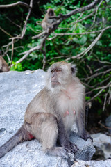 Female Macaca fascicularis sitting on a rock. Monkey beach, Thailand