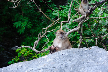 Macaca fascicularis female with the cub sitting on a rock. Monkey beach, Thailand