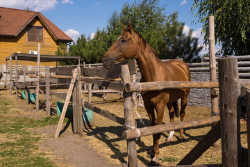 Fototapeta na wymiar Horses on the farm