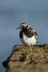 Ruddy Turnstone, Turnstone , Arenaria interpres
