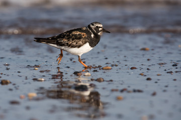 Ruddy Turnstone, Turnstone , Arenaria interpres