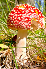 Amanita in the forest