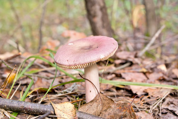 Pink russula in the forest